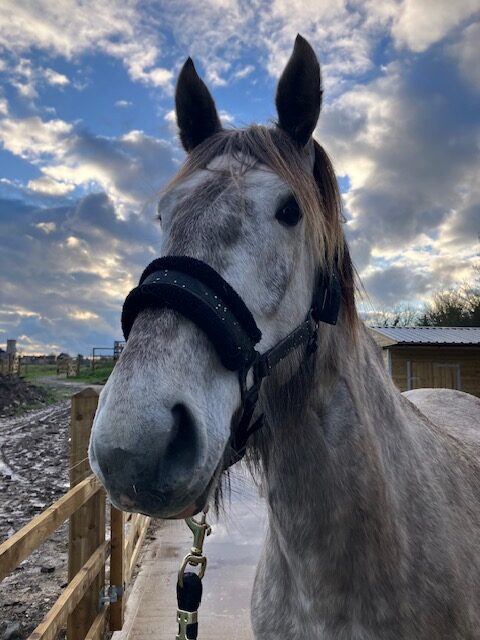 Meet the Herd - Rosie