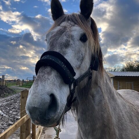 Meet the Herd - Rosie