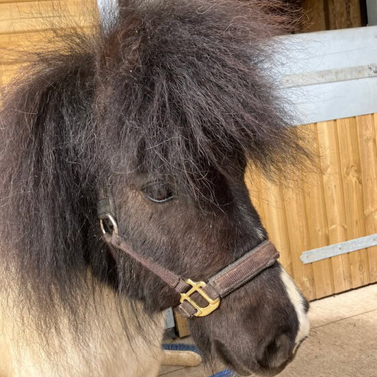 Meet the Herd - pepsi
