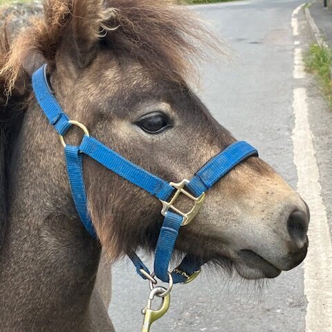 Meet the Herd - ziggy