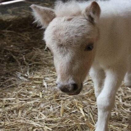 Meet the Herd - Little Dolly